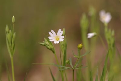 Close-up of white flowering plant