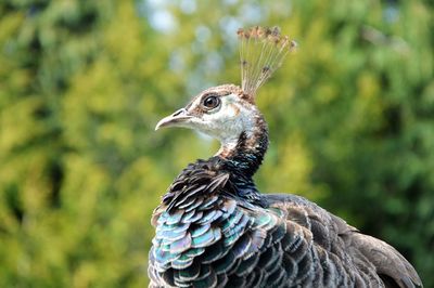 Close-up of peacock