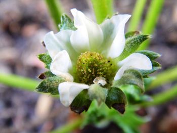 Close-up of white flower