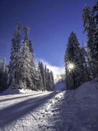 Trees on snow covered field against sky