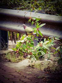 View of bird on branch