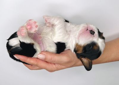 Close-up of hand holding cat over white background