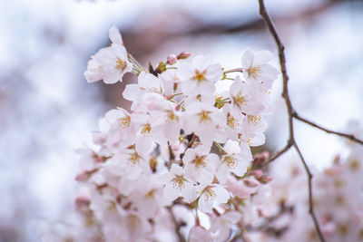 Close-up of cherry blossoms on tree