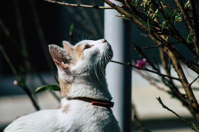 Close-up of a cat