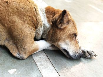 Close-up of dog sleeping