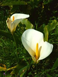 Close-up of white flower on plant