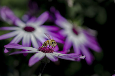 Close-up of insect on purple flower