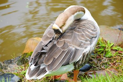 High angle view of swan on lake
