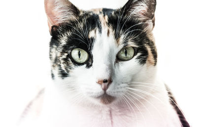 Close-up portrait of cat