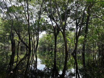 Scenic view of lake amidst trees in forest