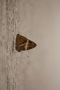 Close-up of bird flying