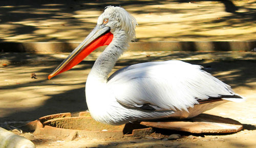 Close-up of pelican on lake