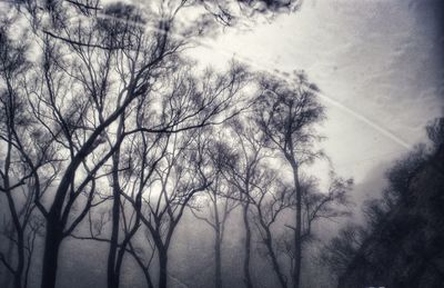 Bare trees against sky