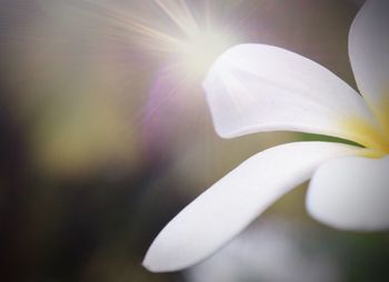 Close-up of white flowers