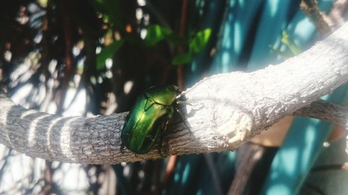 Close-up of insect on branch