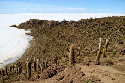 Stunning aerial view from isla incahuasi full of cactus in the center of uyuni salt flats, bolivia