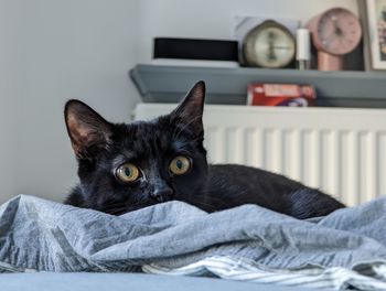 Close-up portrait of cat