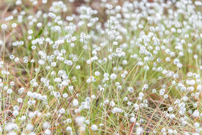 Close-up of fresh white flowers in meadow