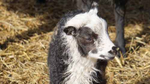 Close-up of sheep