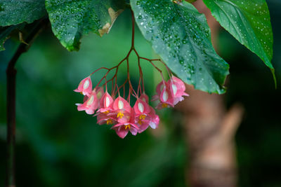 Close-up of pink flowering plant