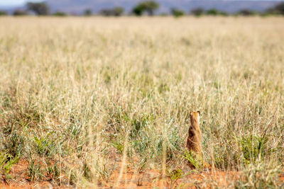 View of grey mongoose on field