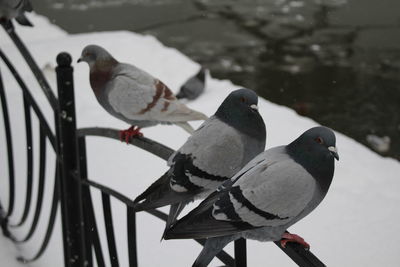 Close-up of bird perching on snow