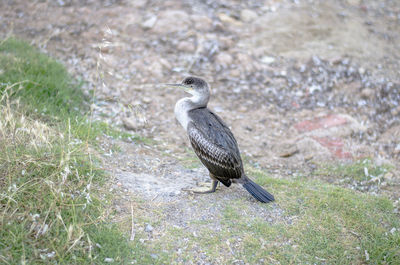 Bird perching on grass