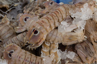 High angle view of fish on crushed ice