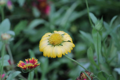 Close-up of yellow flowering plant