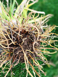 Close-up of plant in nest