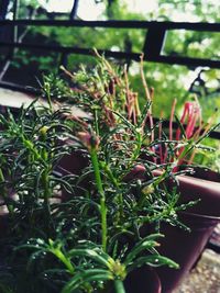 Close-up of potted plant