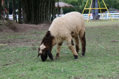 Sheep grazing in a field