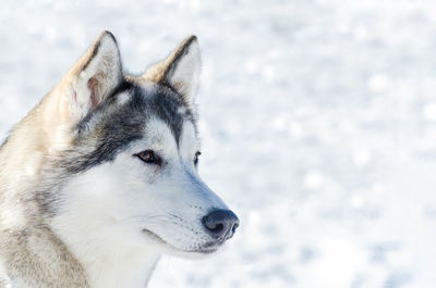 Close-up of dog looking away