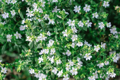 Close-up of white flowering plants on field