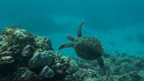 Fish swimming in sea