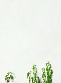 Plant growing against white background