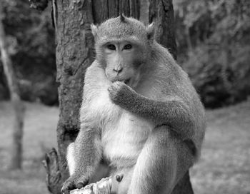 Monkey sitting on tree