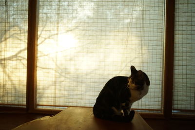 Portrait of tabby cat against the background of japanese traditional paper screen