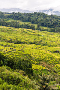 Scenic view of agricultural field against sky