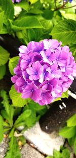 Close-up of purple flowering plant