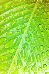 Close-up of wet leaf during rainy season