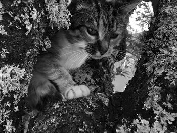 Close-up portrait of a cat