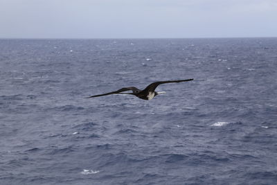 Bird flying over sea