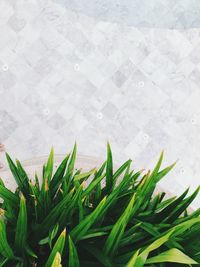 High angle view of wet grass