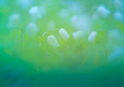 A beautiful white wood anemone growing in the spring forest.