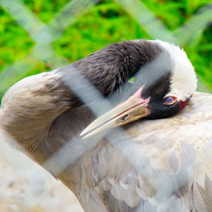 Close-up of bird