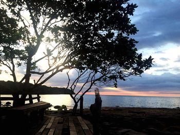 Silhouette of trees on beach