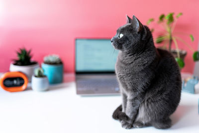 Close-up of a cat sitting on table