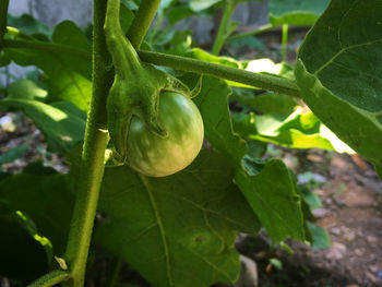 Close-up of fresh green leaf