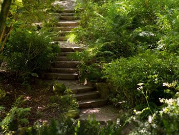 Walkway along trees in park